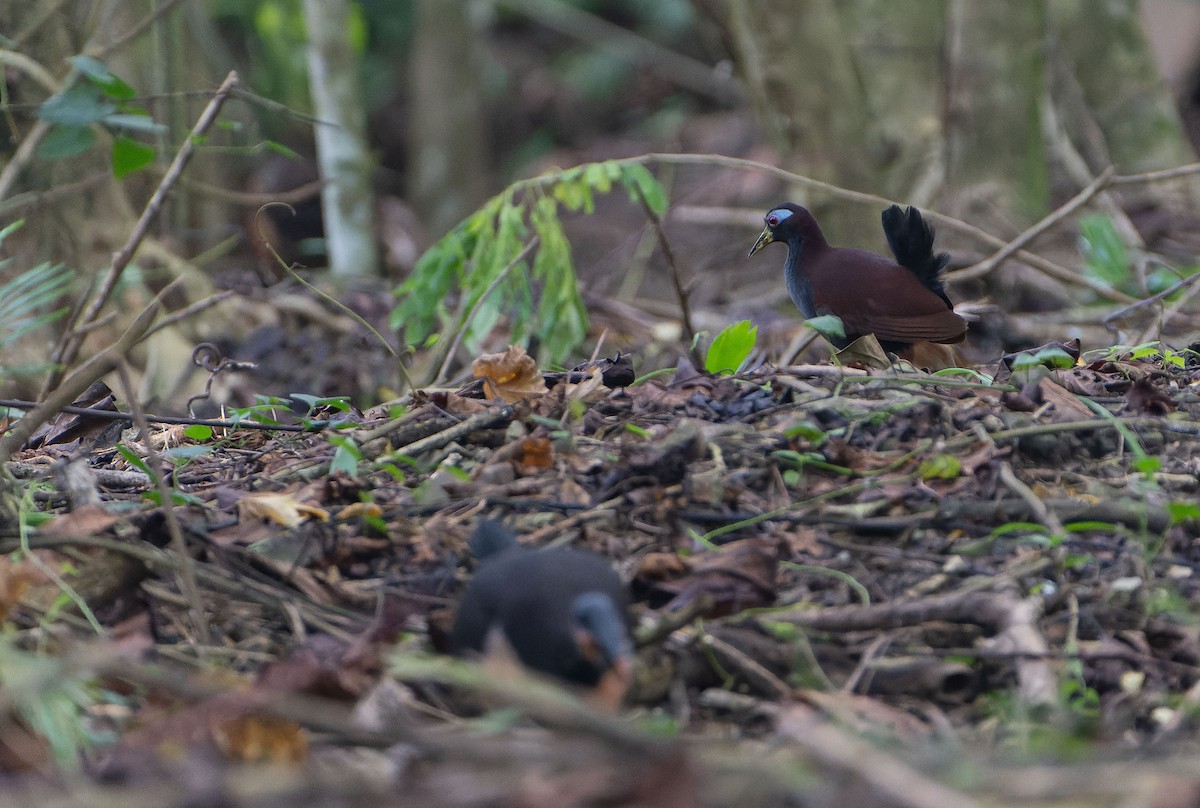 Blue-faced Rail - ML646012275