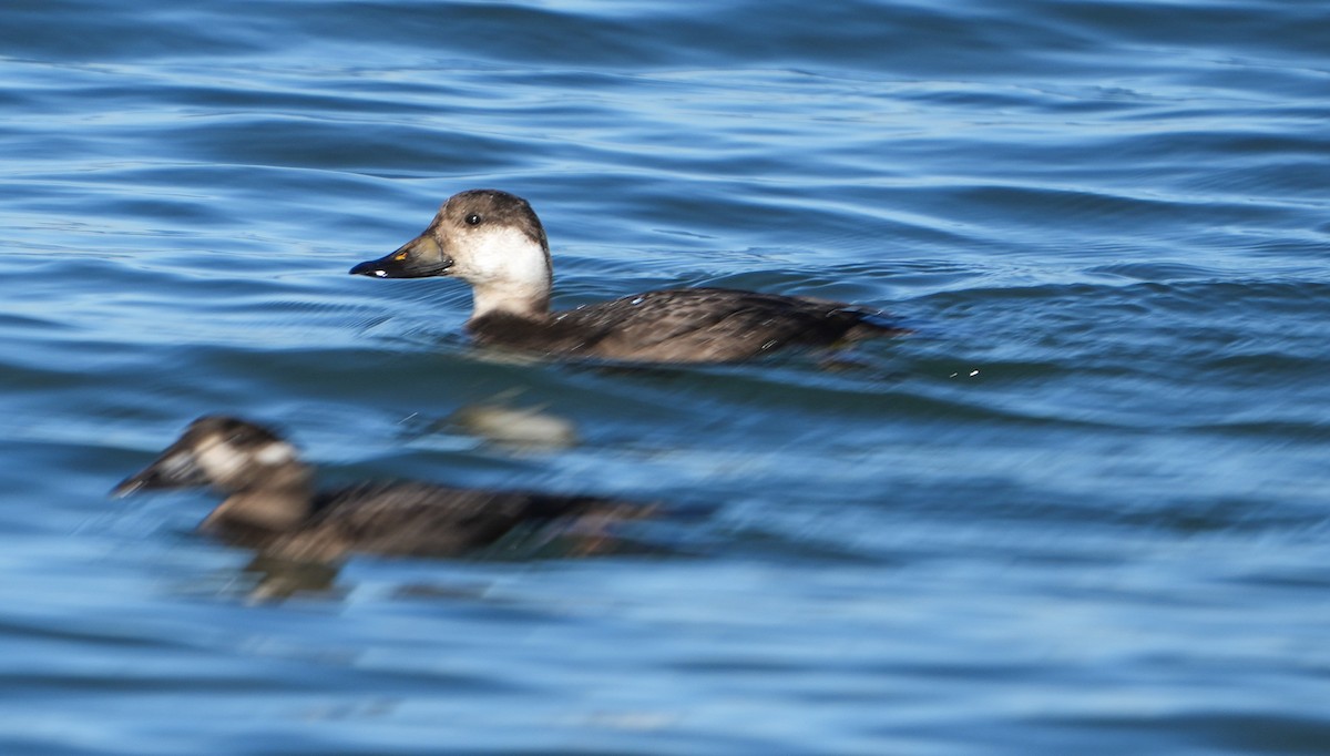 turpan žlutozobý - ML646012284