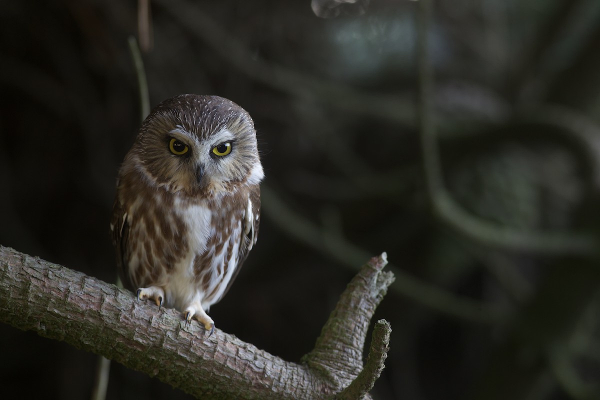 Sägekauz - ML646012291