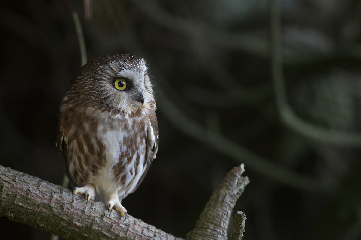 Sägekauz - ML646012295