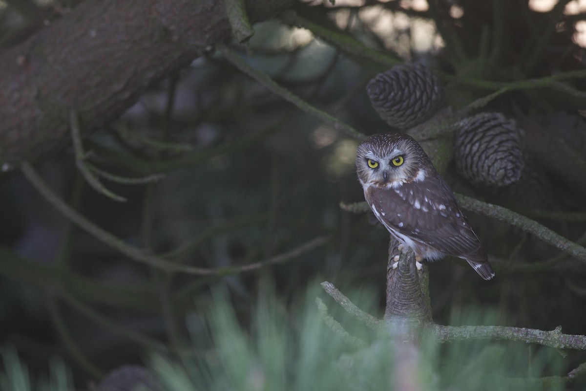 Sägekauz - ML646012296