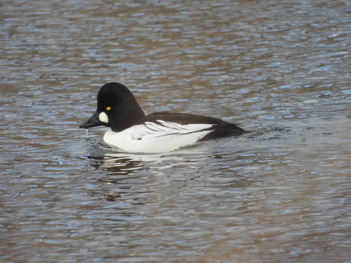 Common Goldeneye - ML646012301