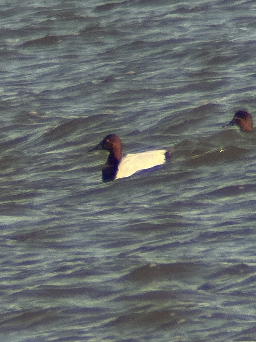 Murgilari bizkarzuria - ML646012305