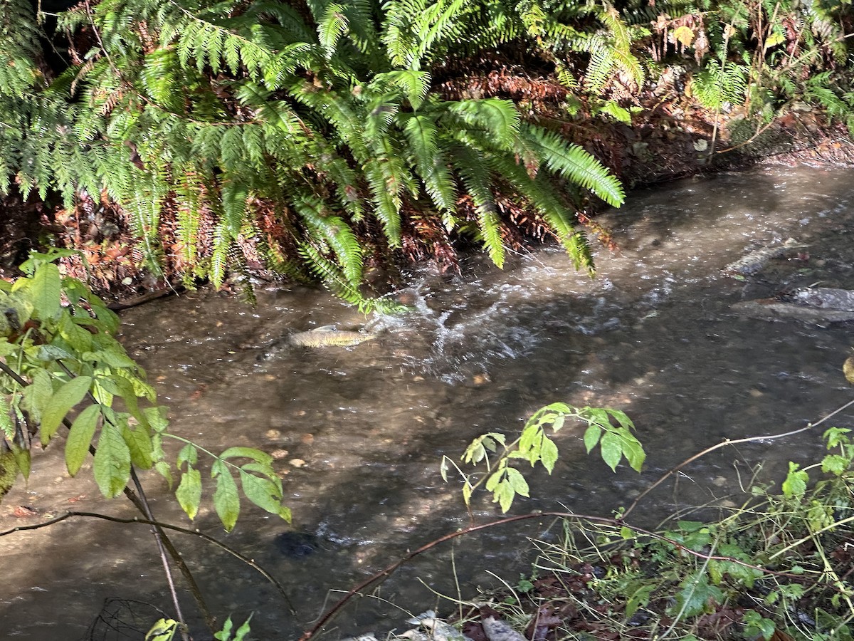 動物界 - ML646012306