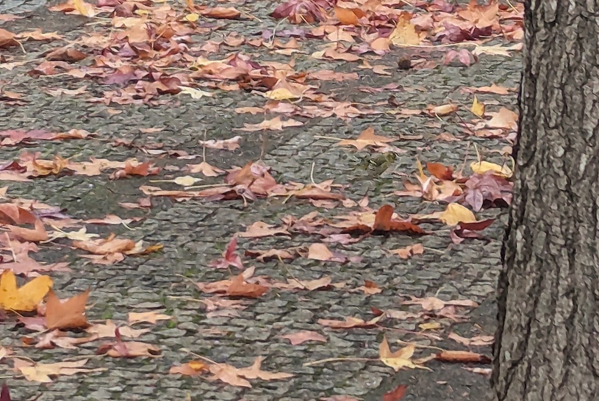 Эгэл ногоолзой - ML646012308