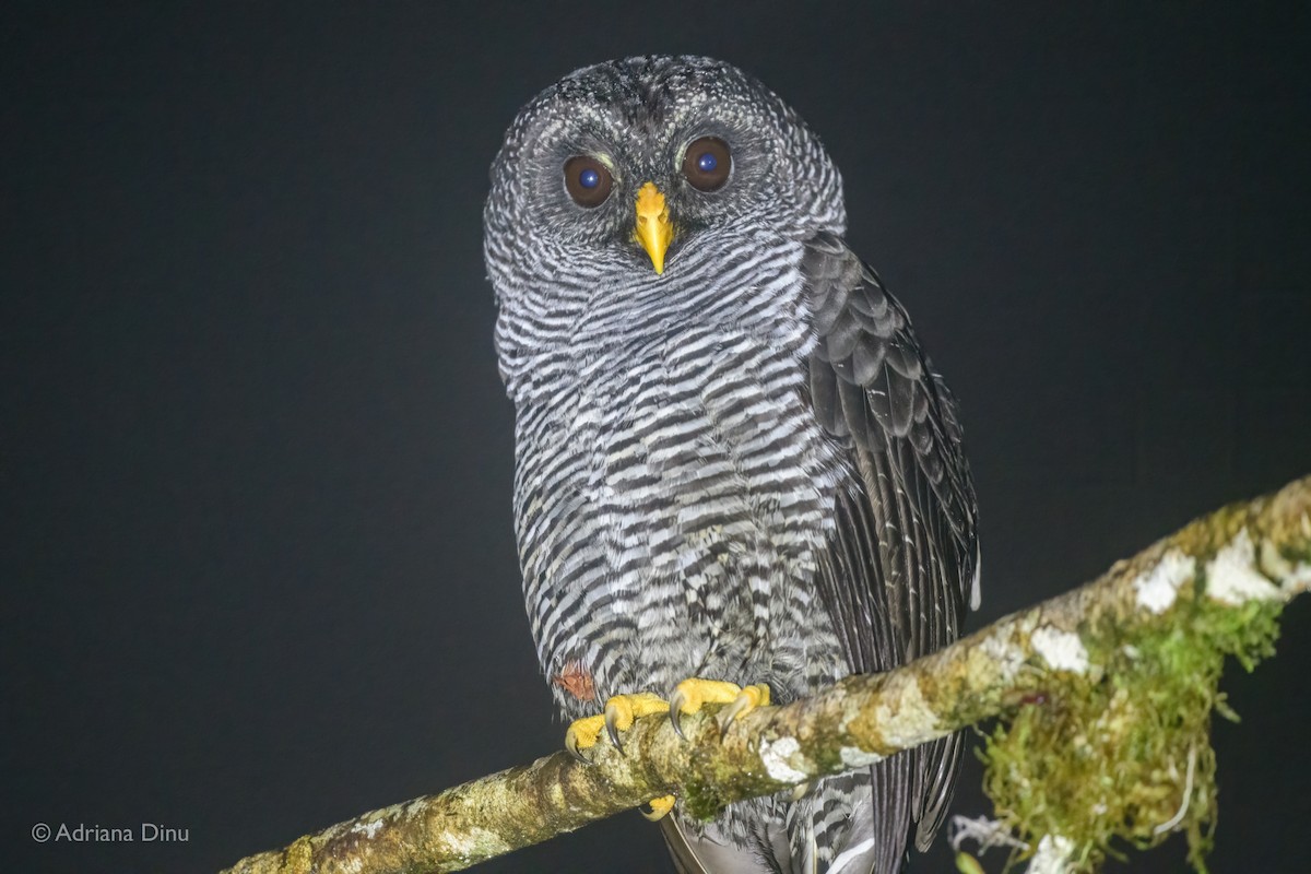 Black-banded Owl - ML646012330