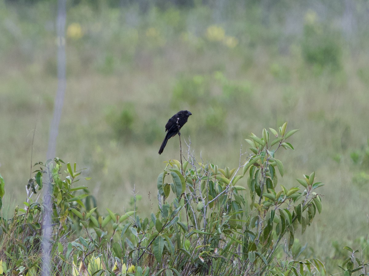 Smooth-billed Ani - ML646012343