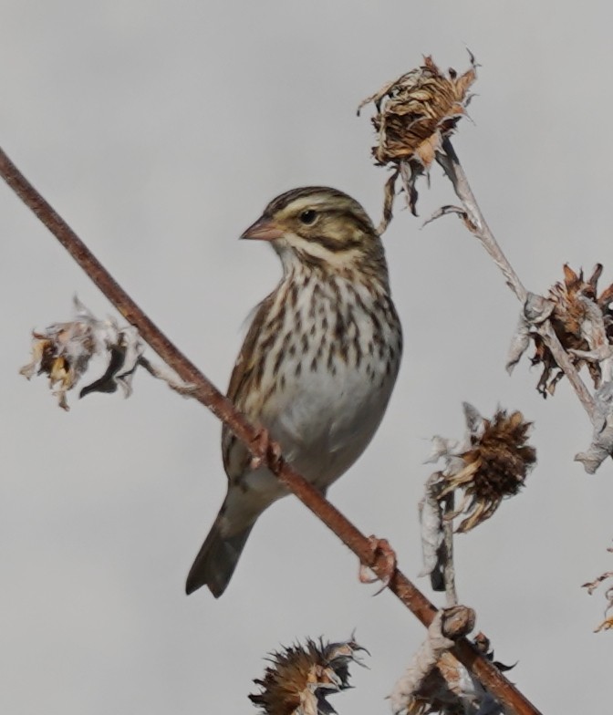 Savannah Sparrow - ML646012350