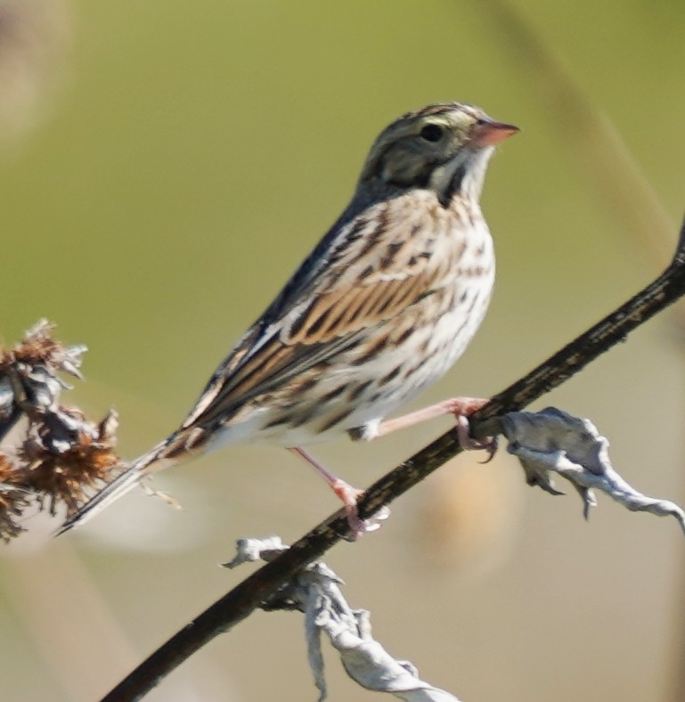 Savannah Sparrow - ML646012351