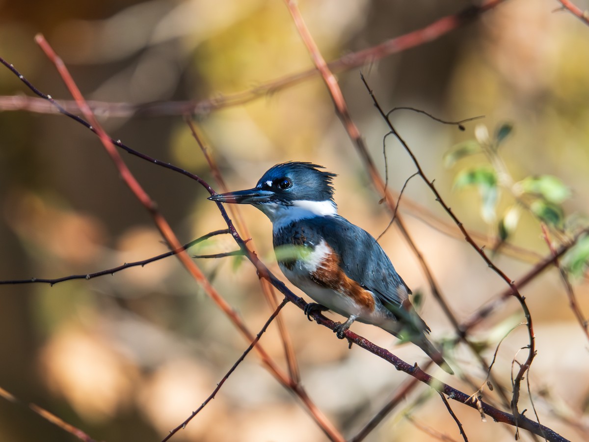 Belted Kingfisher - ML646012354