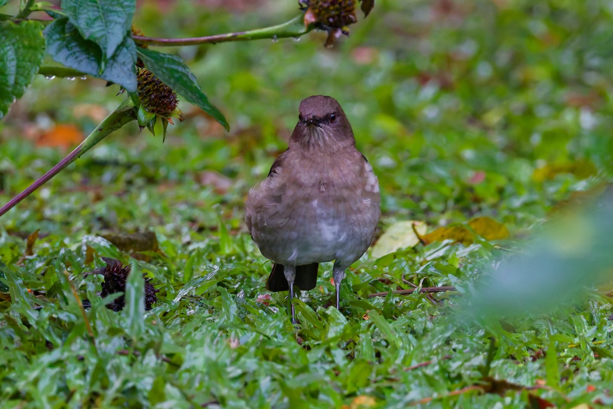 Black-billed Thrush (Drab) - ML646012359