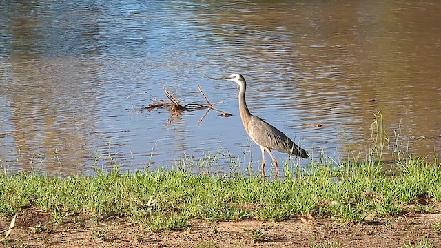 White-faced Heron - ML646012371