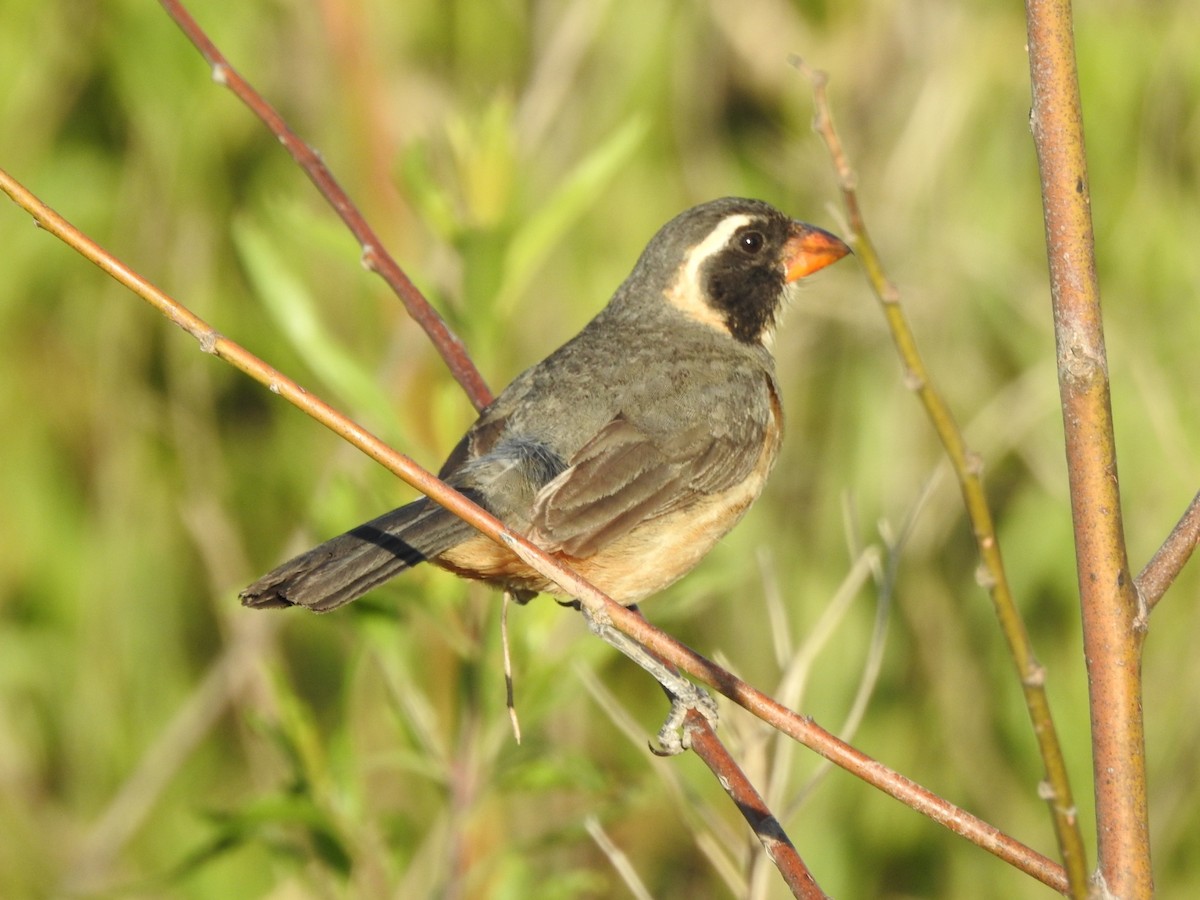 Golden-billed Saltator - ML646012374