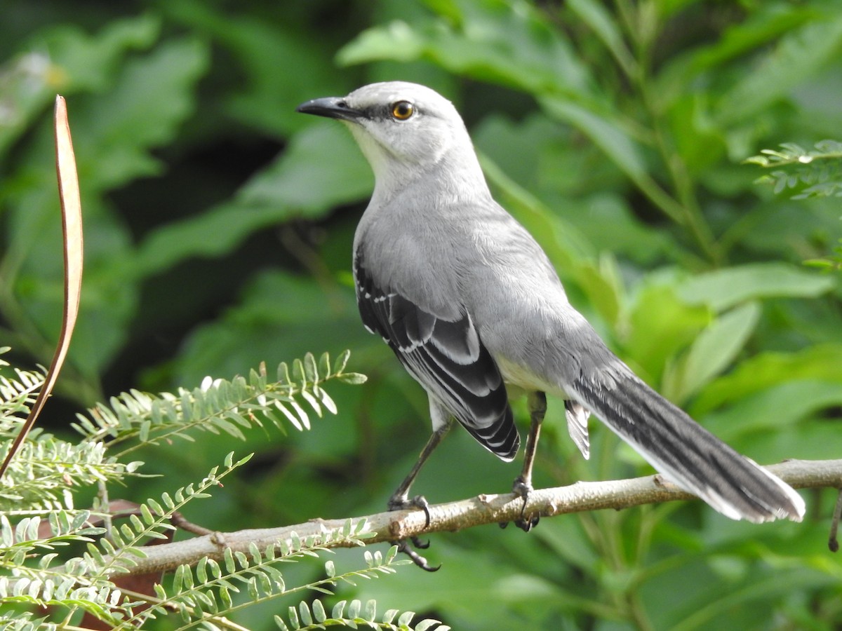 Tropical Mockingbird - ML646012387