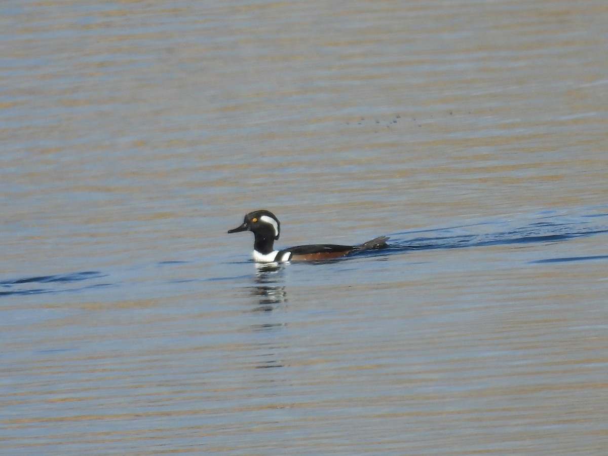 Hooded Merganser - ML646012388