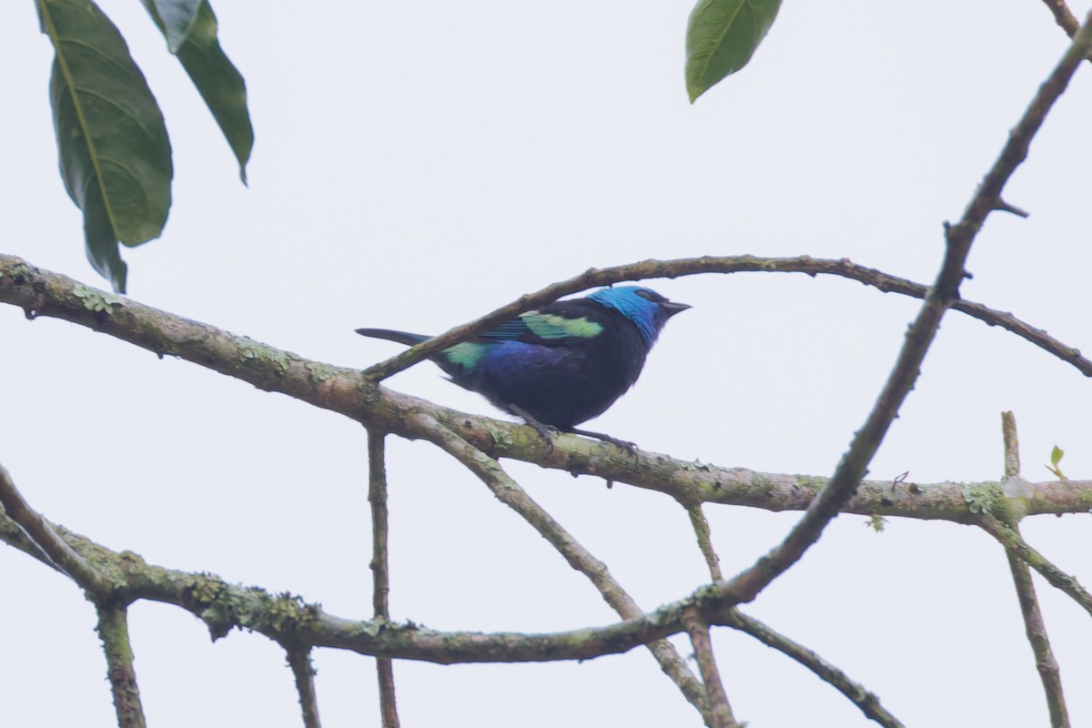 Blue-necked Tanager - ML646012393