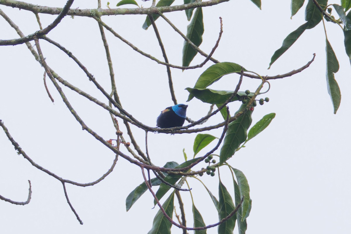 Blue-necked Tanager - ML646012394