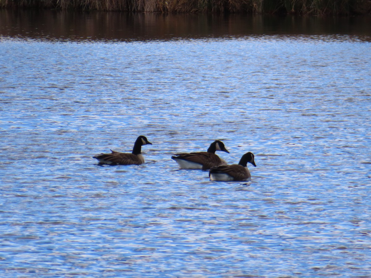 ברנטה קנדית - ML646012399