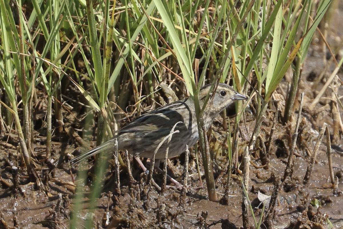Nelson's Sparrow - ML646012400