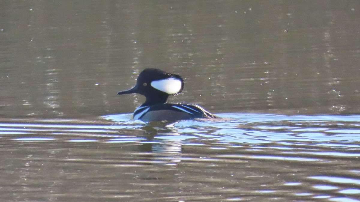 Hooded Merganser - ML646012411