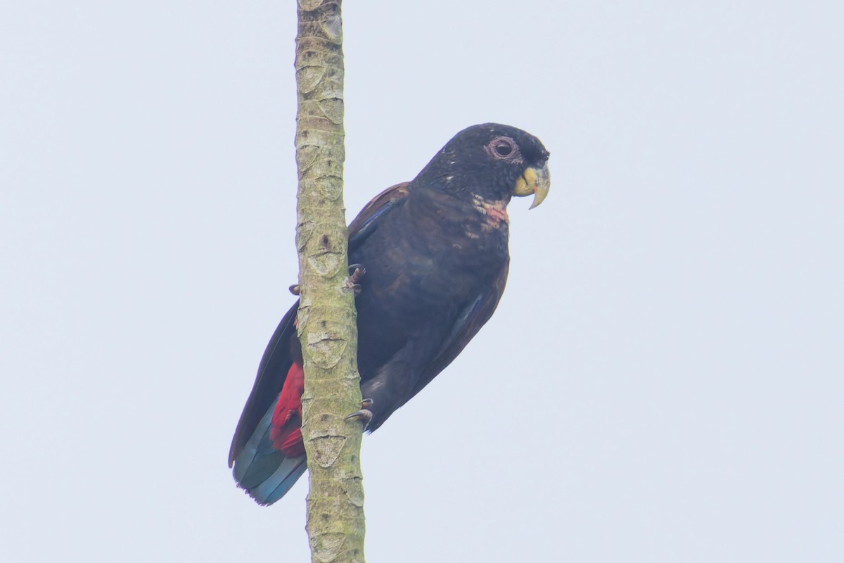 Bronze-winged Parrot - ML646012416