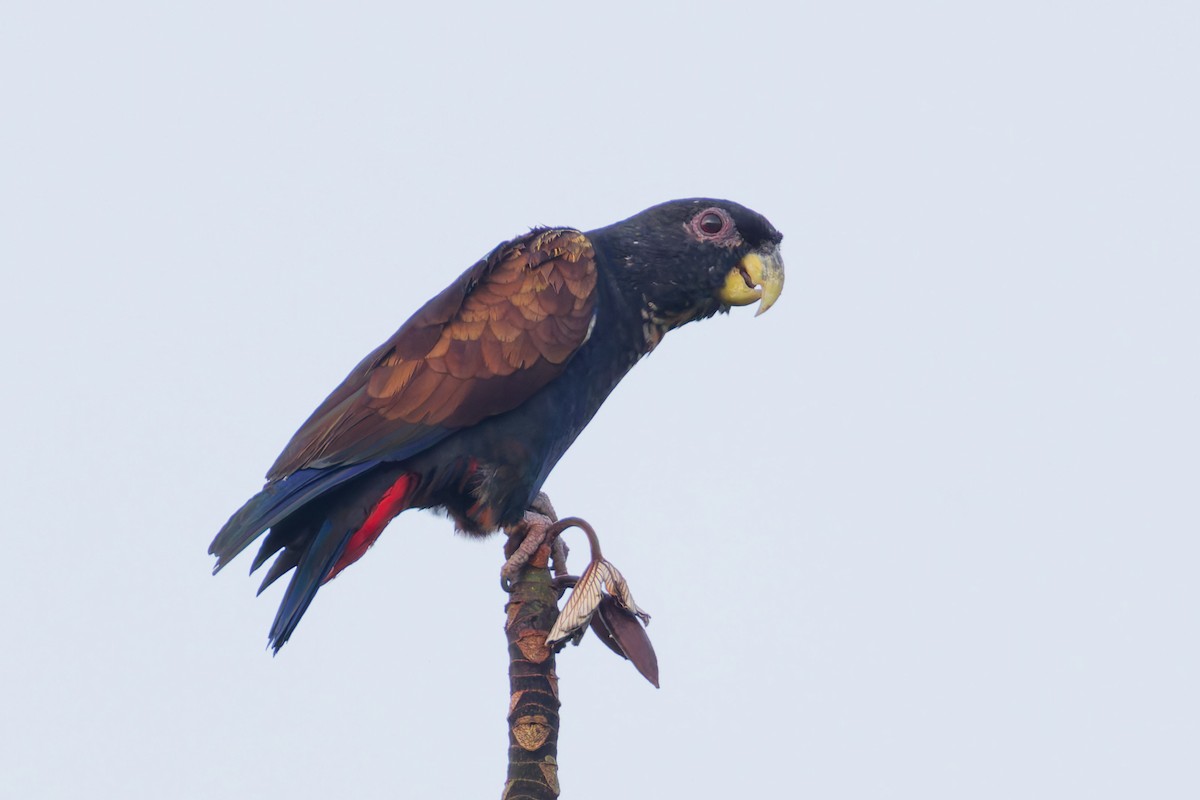 Bronze-winged Parrot - ML646012417