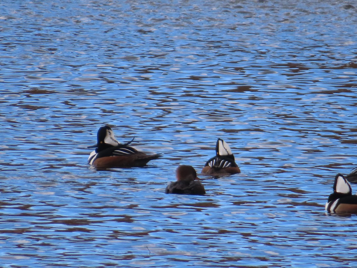 Hooded Merganser - ML646012419