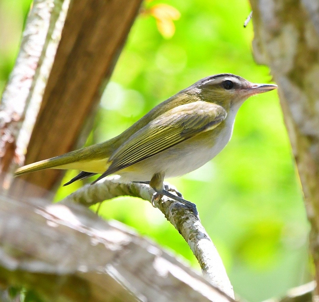 Chivi Vireo - ML646012435