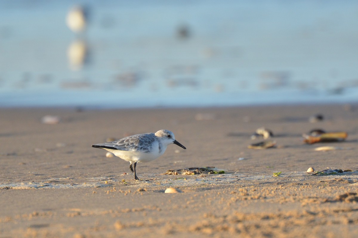 Txirri zuria - ML646012436