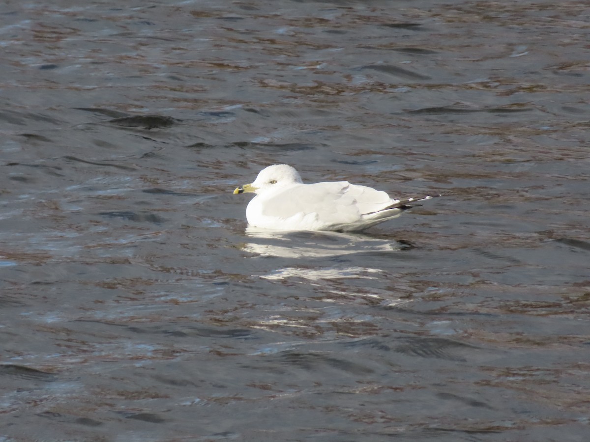 Ring-billed Gull - ML646012437