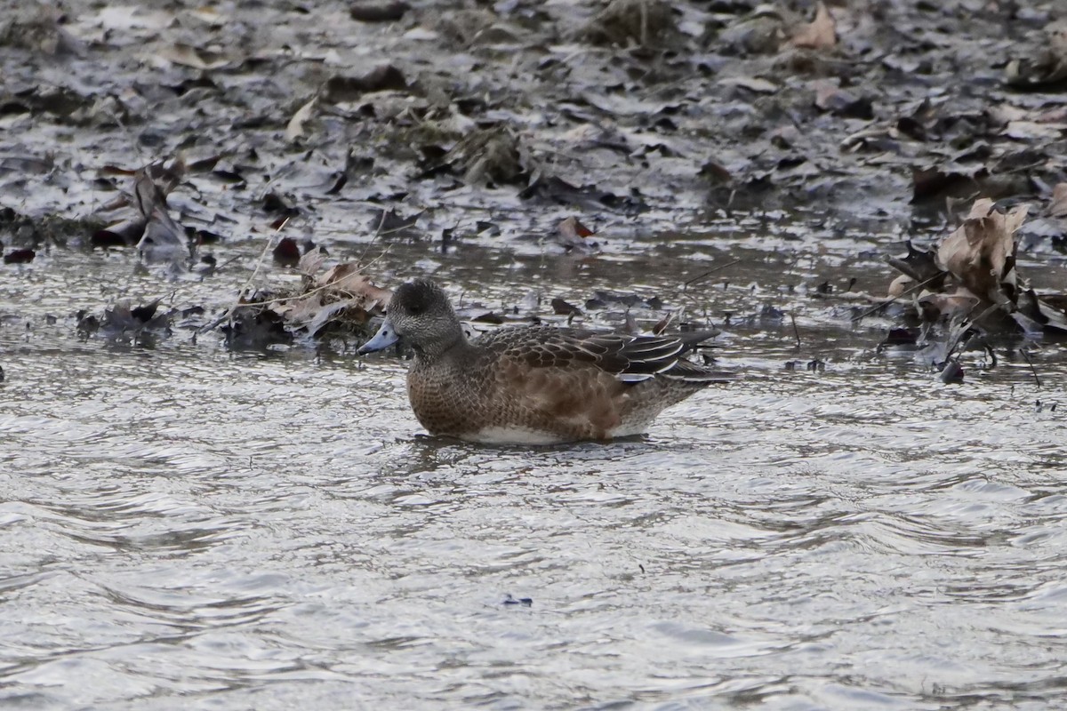American Wigeon - ML646012445