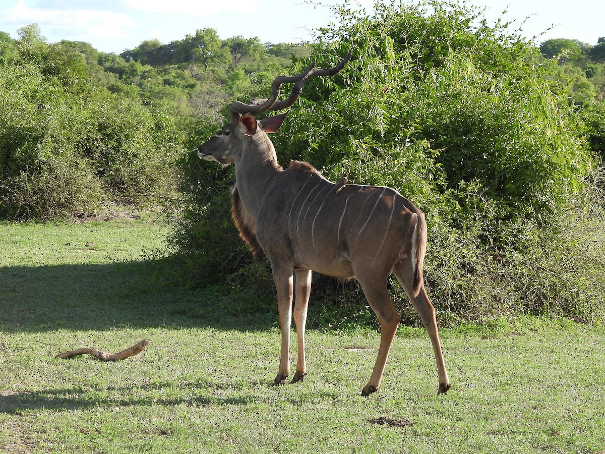 Yellow-billed Oxpecker - ML646012448