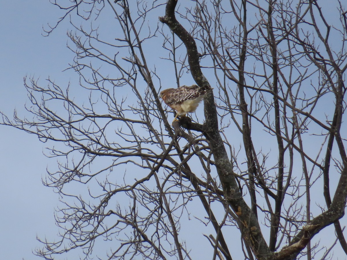 Red-shouldered Hawk - ML646012449