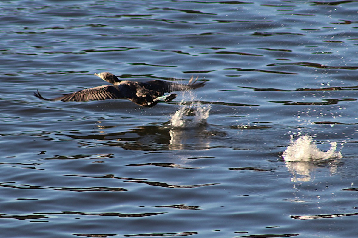 Cormorán Grande - ML646012451