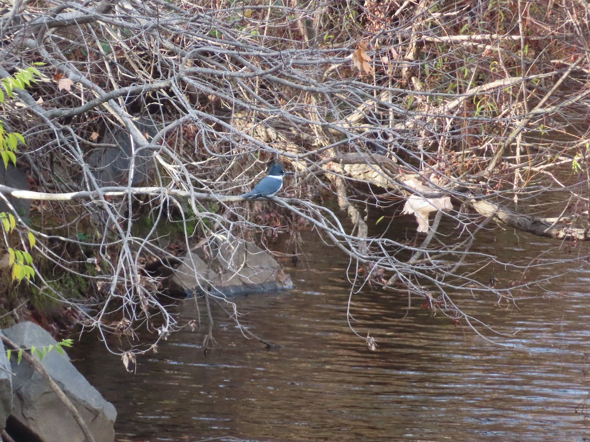 Belted Kingfisher - ML646012463