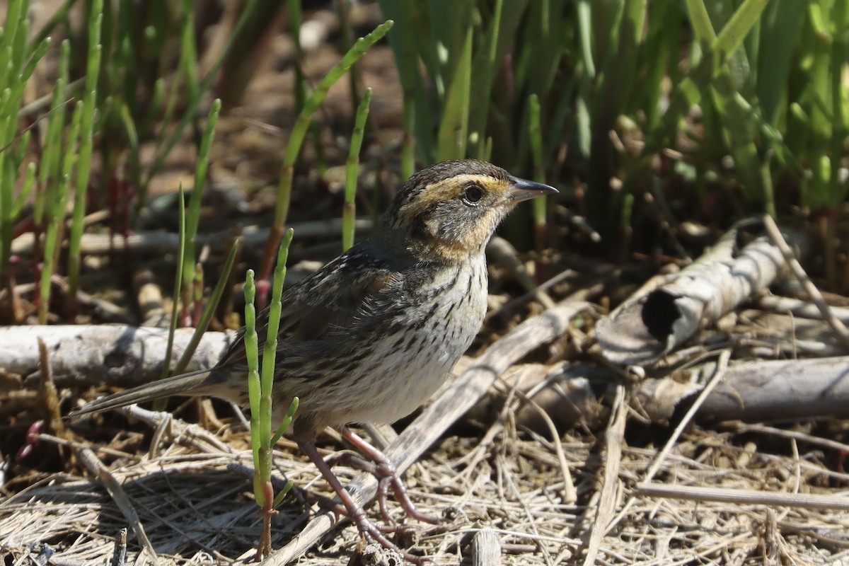 Saltmarsh Sparrow - ML646012464