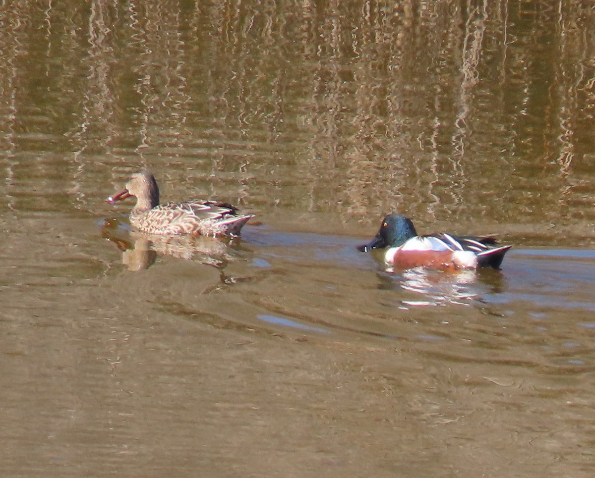 Northern Shoveler - ML646012467