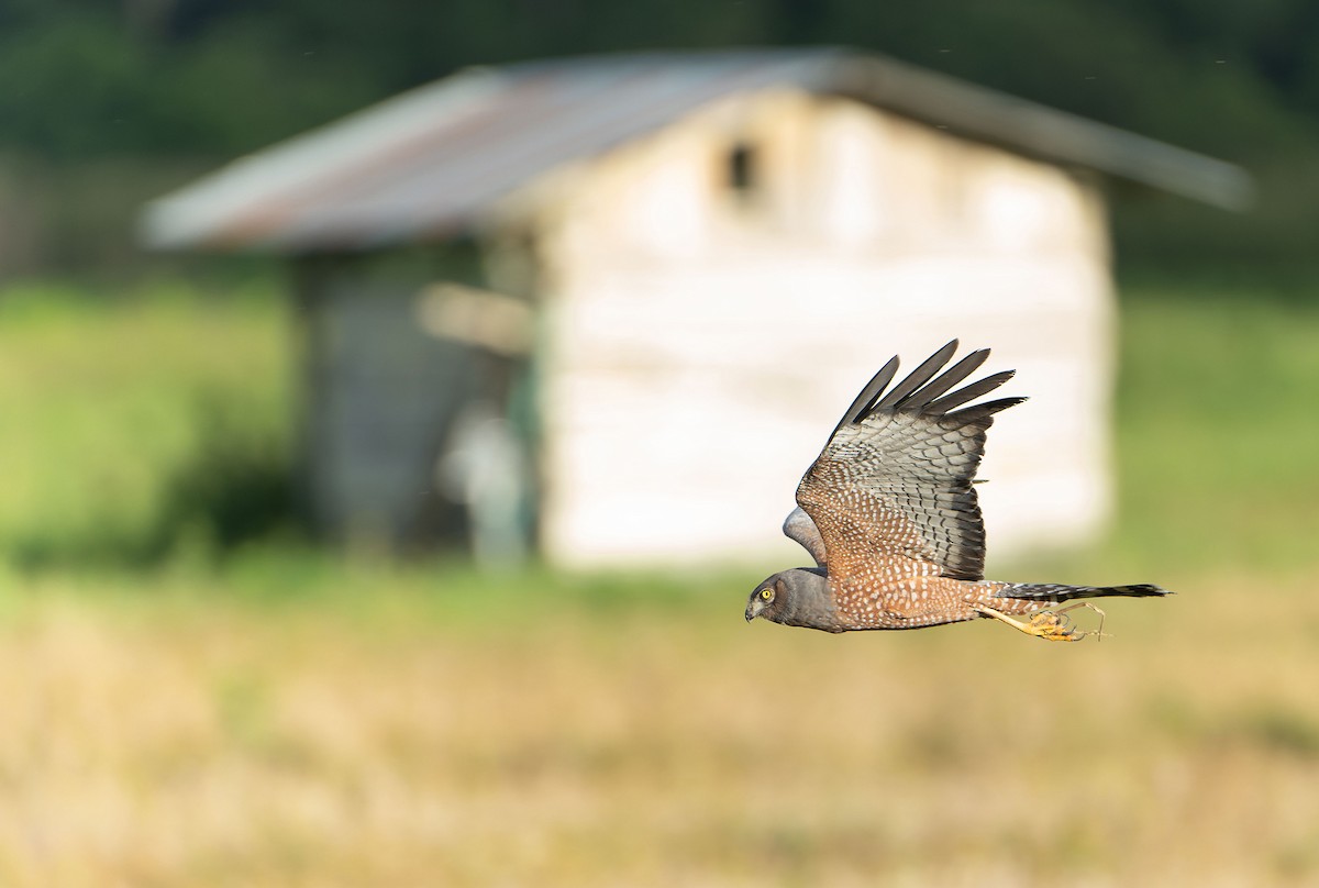 Spotted Harrier - ML646012470
