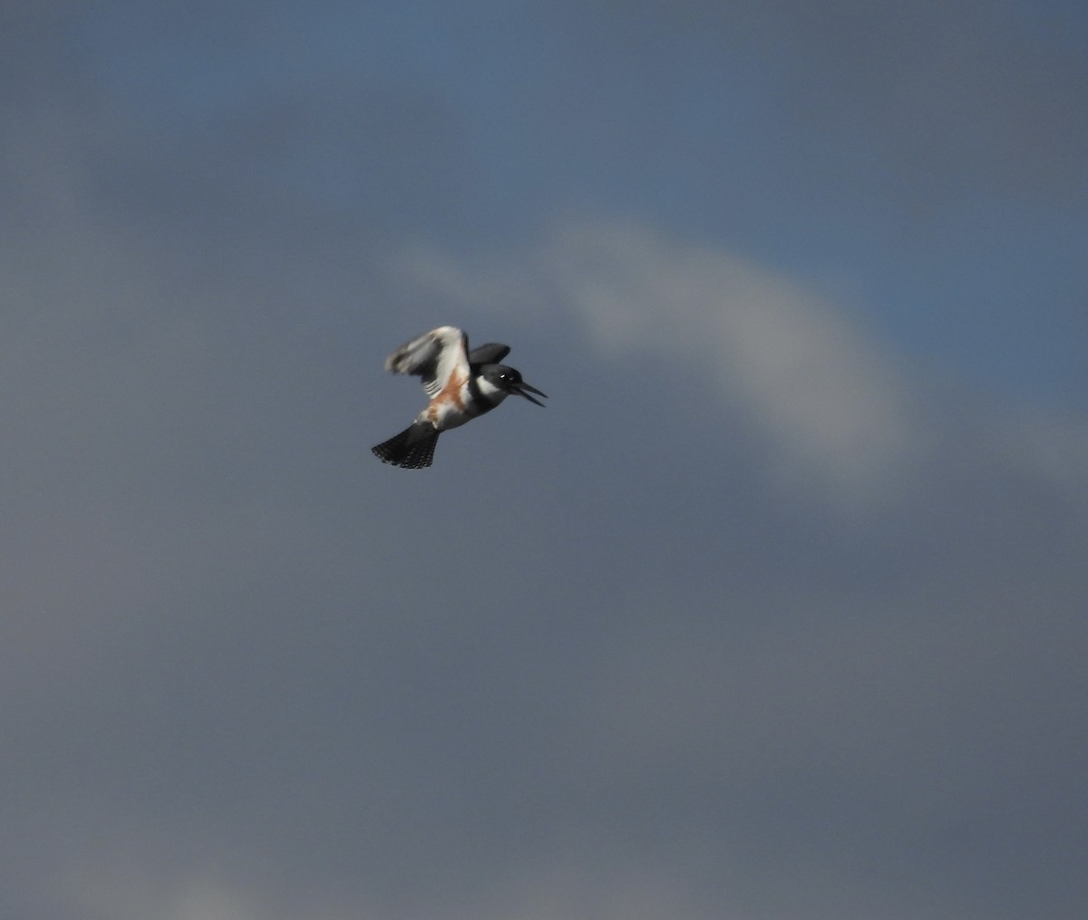 Belted Kingfisher - ML646012471