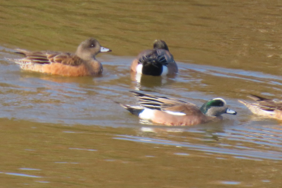 American Wigeon - ML646012479