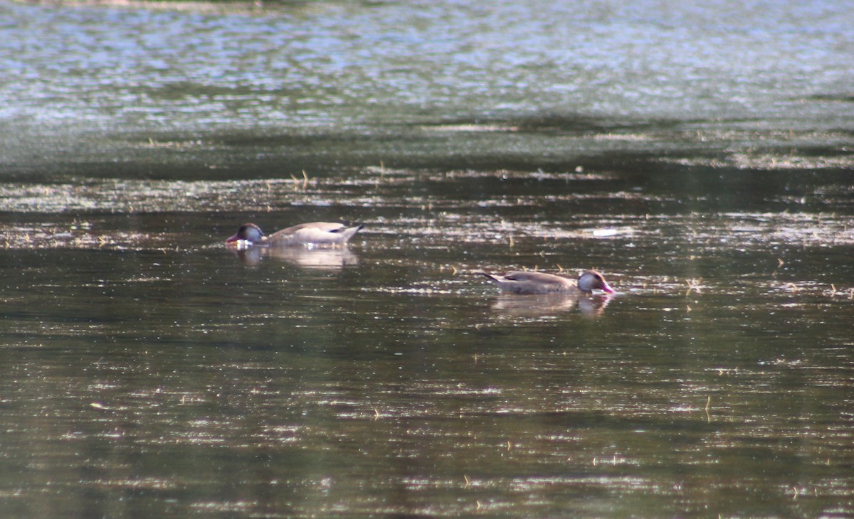 Brazilian Teal - ML646012481