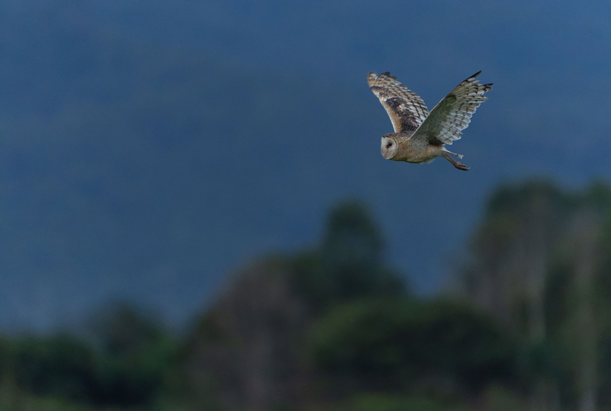 Australasian Grass-Owl - ML646012484