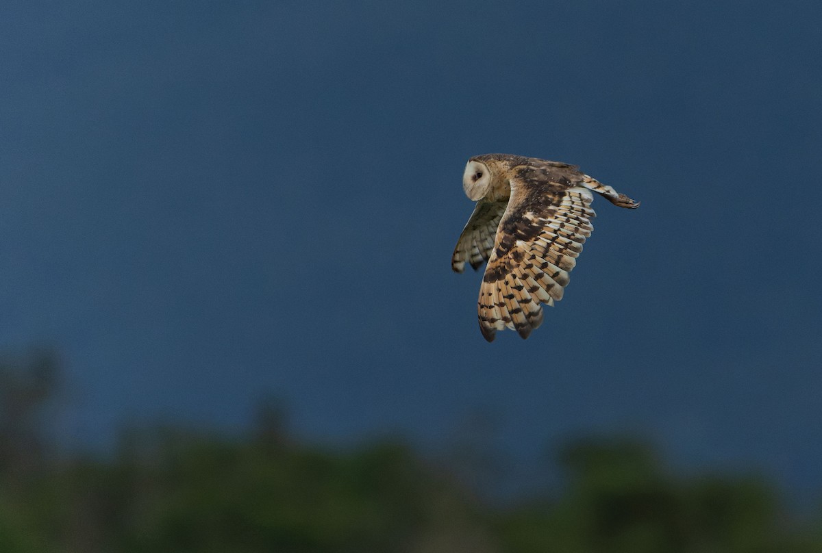 Australasian Grass-Owl - ML646012485