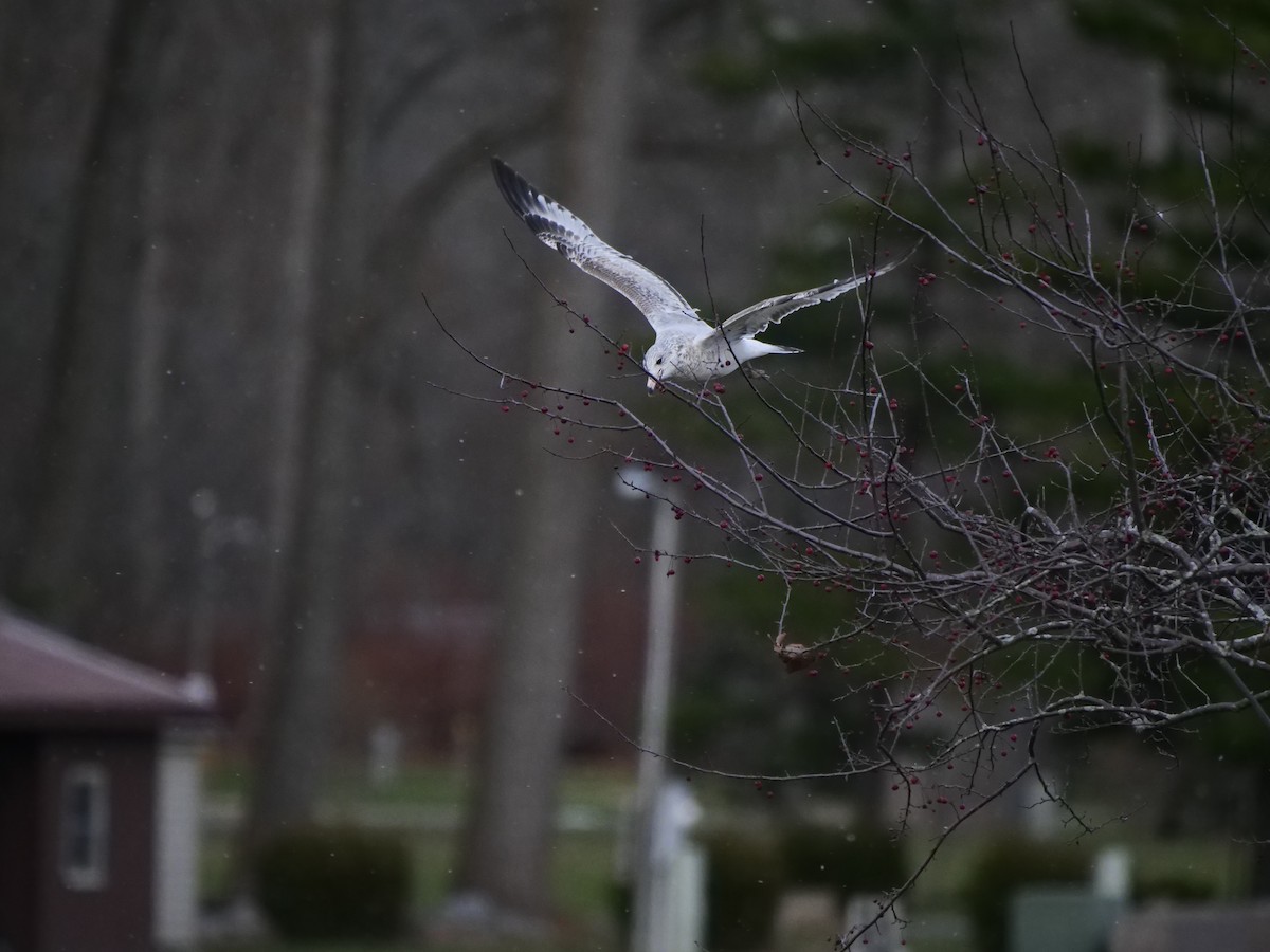 Ring-billed Gull - ML646012489