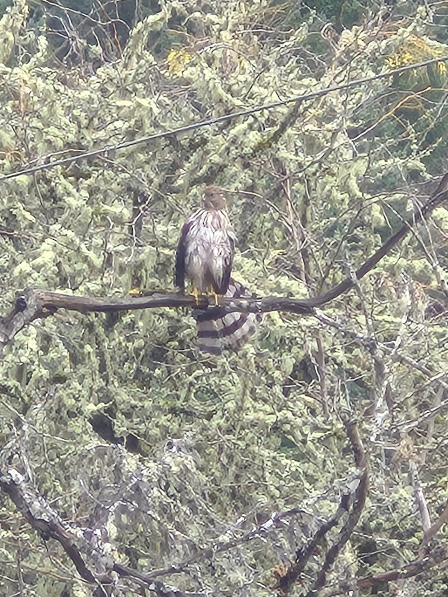 jestřáb americký - ML646012495