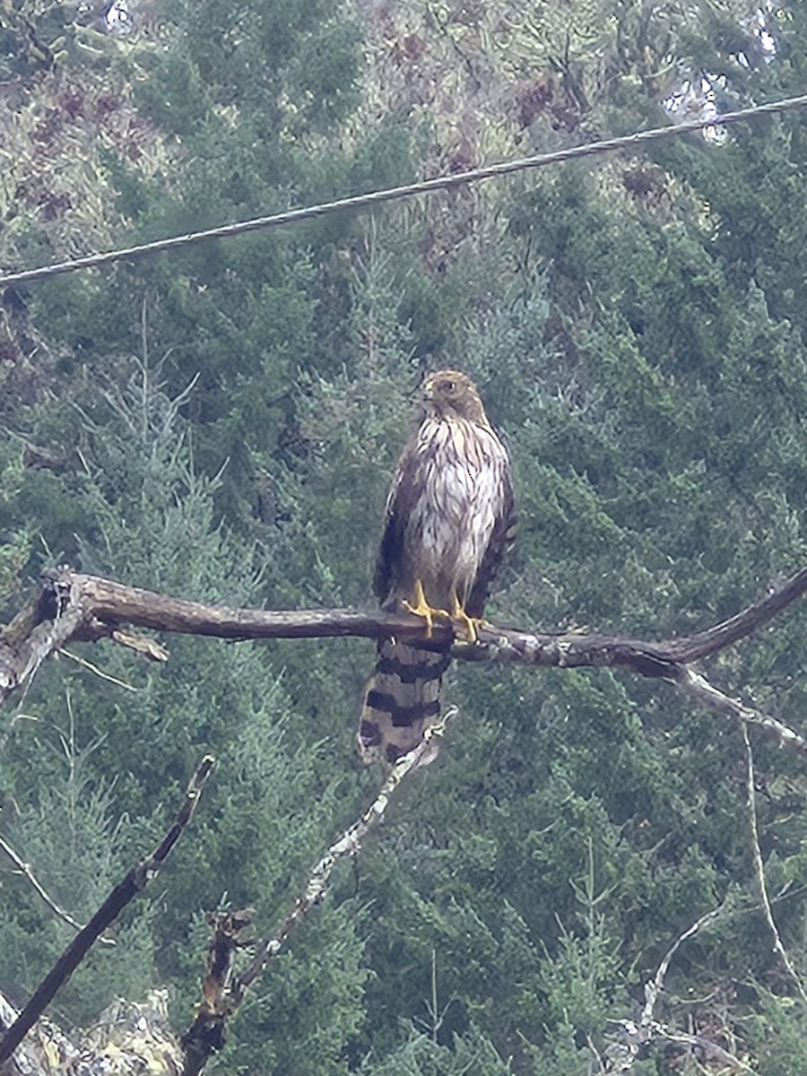 jestřáb americký - ML646012496