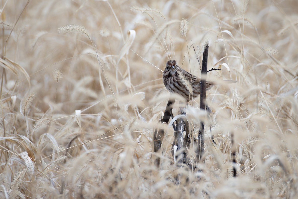 ウタスズメ - ML646012523