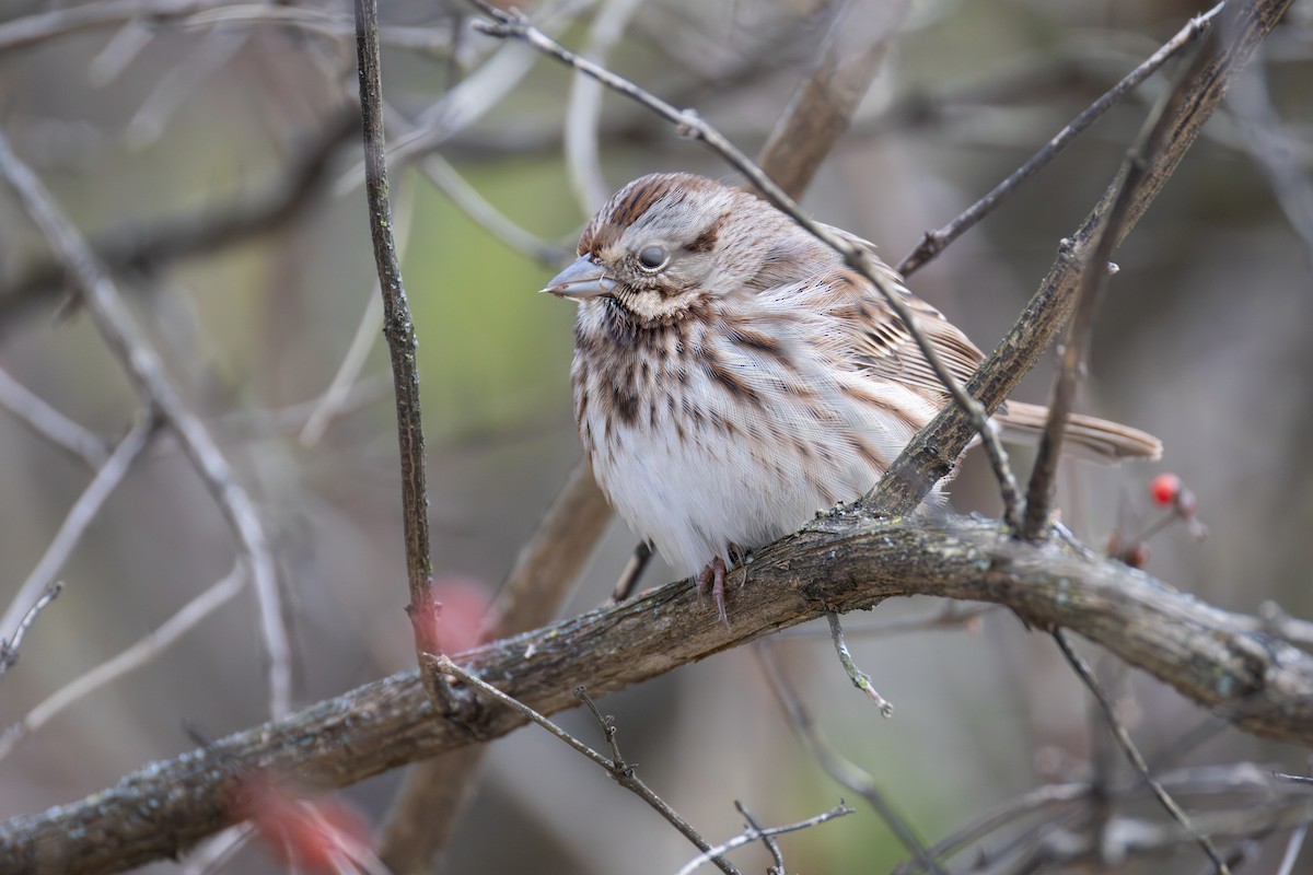 ウタスズメ - ML646012524