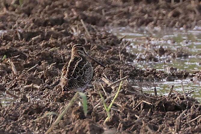 中地鷸 - ML646012528