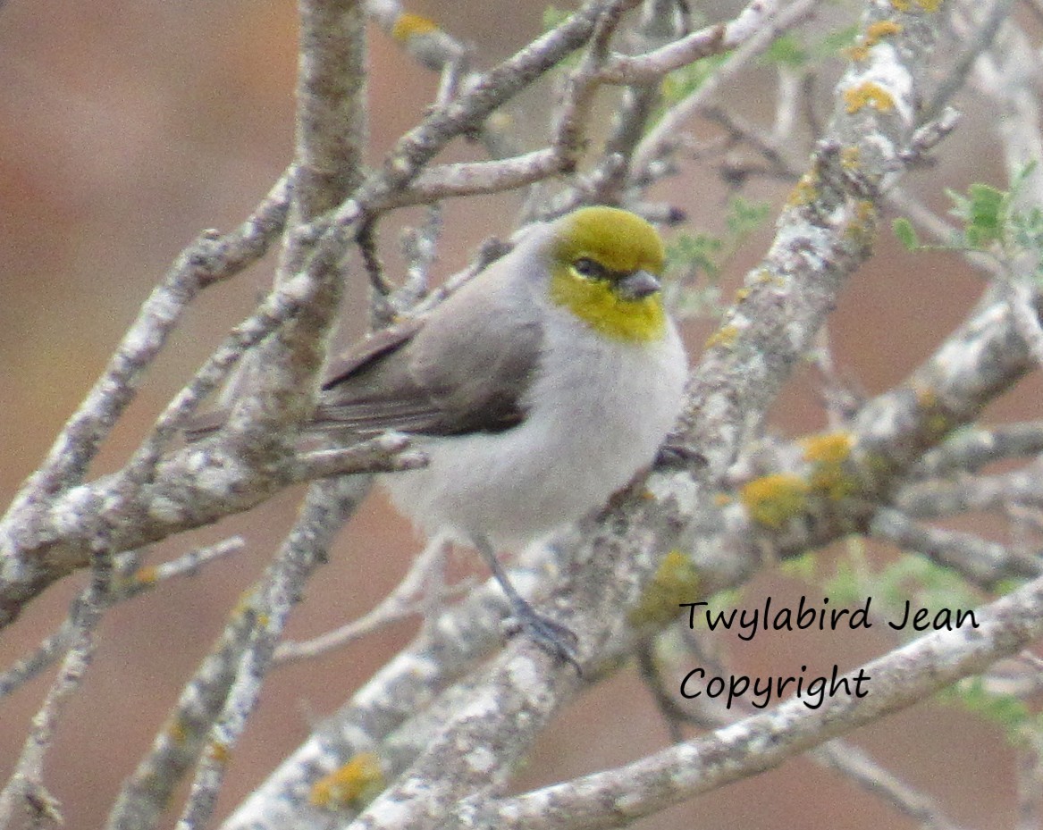 Auripare verdin - ML646012532